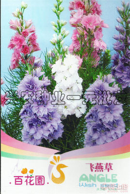 陽臺四季飛燕草 家庭園藝的理想之選