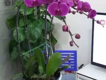 天津花卉綠植 從觀賞到生活，一站式生態服務體驗